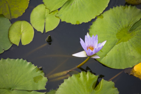 Lotus