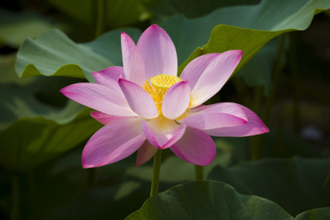 Lotus