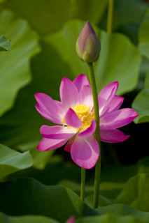 Lotus