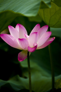 Lotus