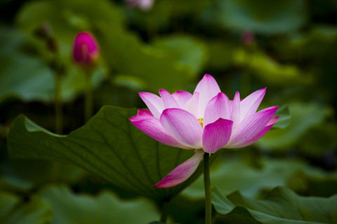 Lotus