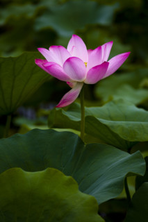 Lotus