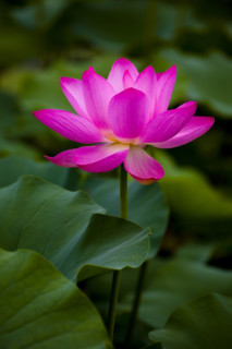 Lotus