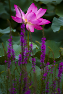 Lotus