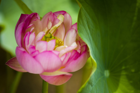 Lotus