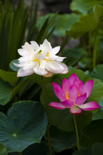 Lotus