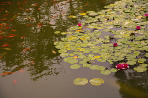 A pond in the Hua Qing Palace,Hua Qing,Huaqing,Xi'an