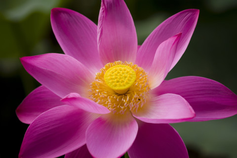 Lotus