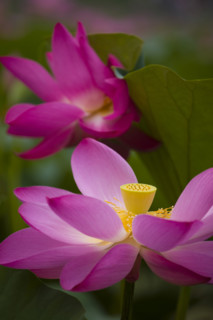 Lotus