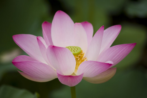Lotus