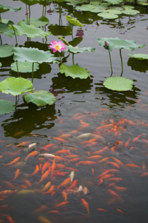 Lotus