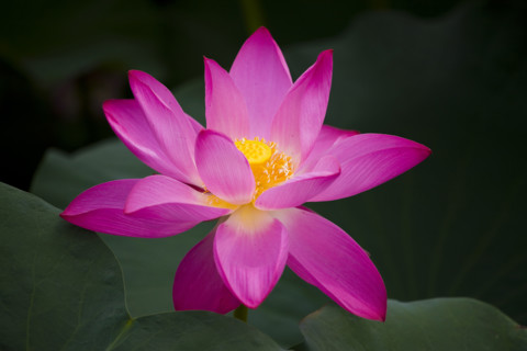 Lotus