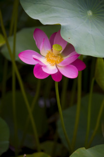 Lotus