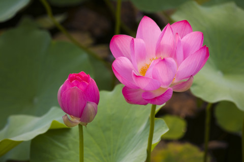 Lotus