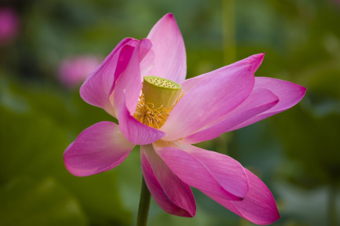 Lotus