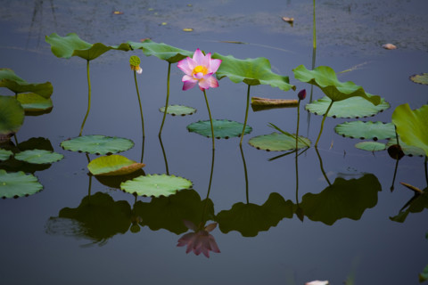 Lotus
