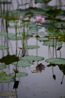 Lotus