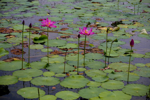 Lotus
