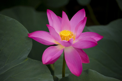 Lotus