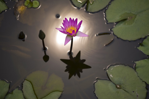 Lotus