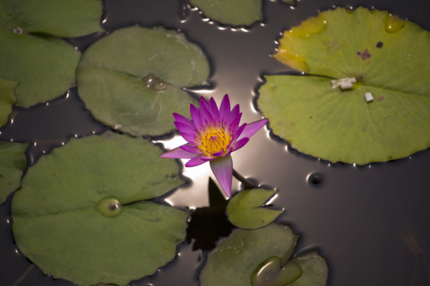 Lotus