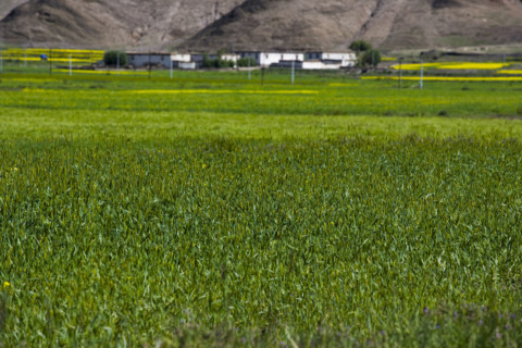 Mountains and Meadow along the Way to Tingri