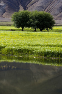Mountains and Meadow along the Way to Tingri