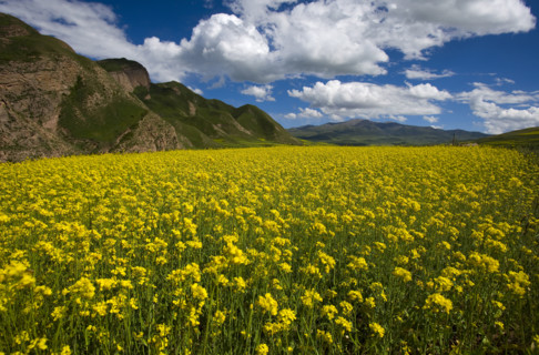 Rape Flower,Qinghai Province