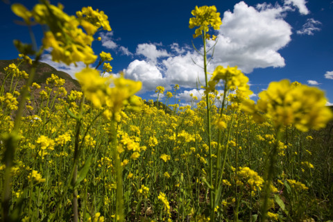 Rape Flower,Qinghai Province