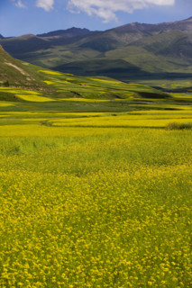 Rape Flower,Qinghai Province