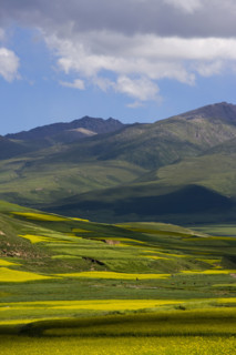Rape Flower,Qinghai Province