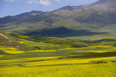 Rape Flower,Qinghai Province