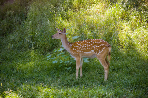 Deer in Imperial Summer Villa,Chengde