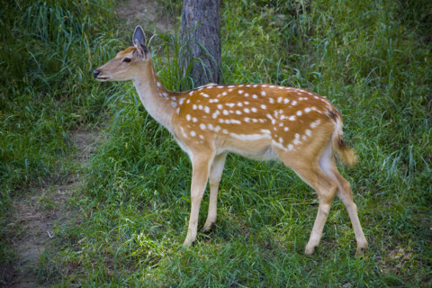 Deer in Imperial Summer Villa,Chengde