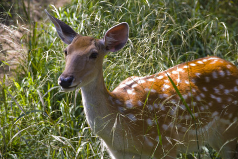 Deer in Imperial Summer Villa,Chengde