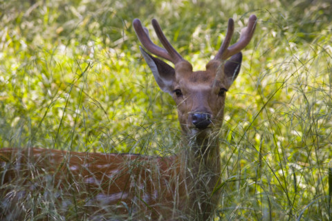 Deer in Imperial Summer Villa,Chengde