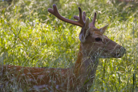 Deer in Imperial Summer Villa,Chengde