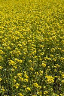 Rape Flower,Qinghai Province