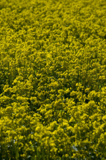 Rape Flower,Qinghai Province