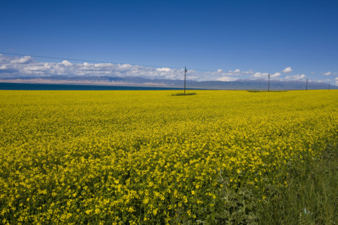 Rape Flower,Qinghai Province