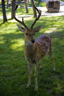 Deer in Imperial Summer Villa,Chengde