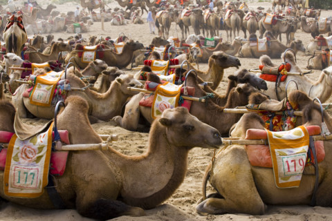 Camels resting in the Singing Sands Mountain Area,Gansu Province