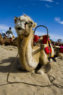 Camels resting in the Singing Sands Mountain Area,Gansu Province
