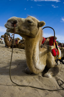 Camels resting in the Singing Sands Mountain Area,Gansu Province