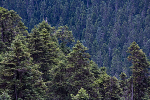 The Lulang Forest Sea,Lahsa
