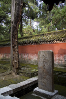 View of Confucius Forest in Qufu,Shandong