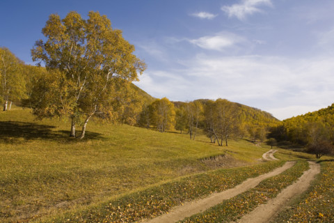 View of Bashang high plain,Neimenggu