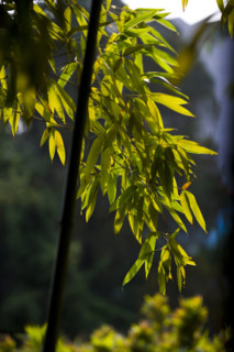 Bamboo in Baotu spring,Jinan,Shandong
