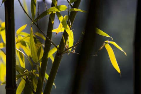 Bamboo in Baotu spring,Jinan,Shandong