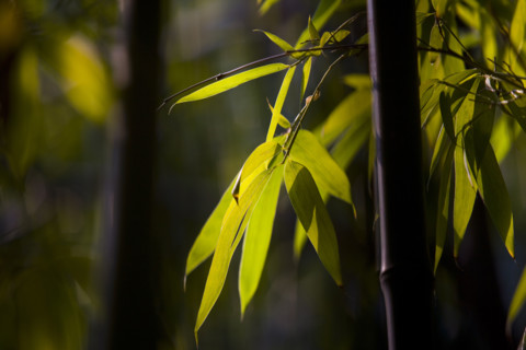 Bamboo in Baotu spring,Jinan,Shandong
